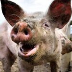 Terminally ill U.S. man gets a pig’s heart with a successful transplant