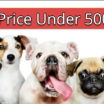 Dog Price Under 5000