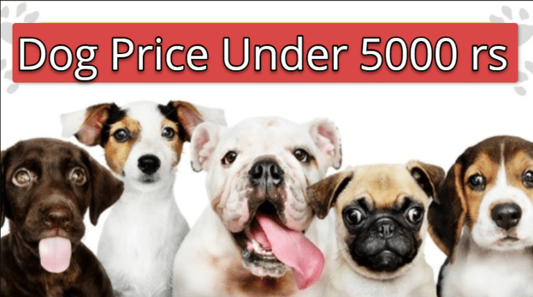 Dog Price Under 5000