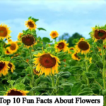 Top 10 Fun Facts About Flowers