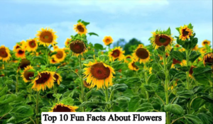 Top 10 Fun Facts About Flowers