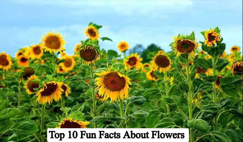 Top 10 Fun Facts About Flowers